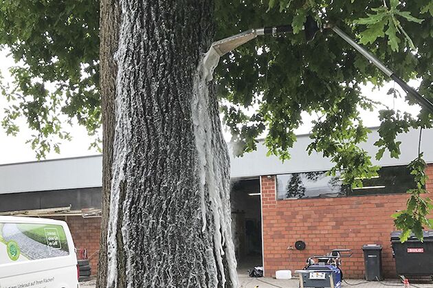 Ein Eiche wird im Heißwasser-Heißschaum-Verfahren von Eichen-Prozessionsspinnern befreit.