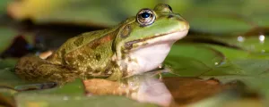 Frosch